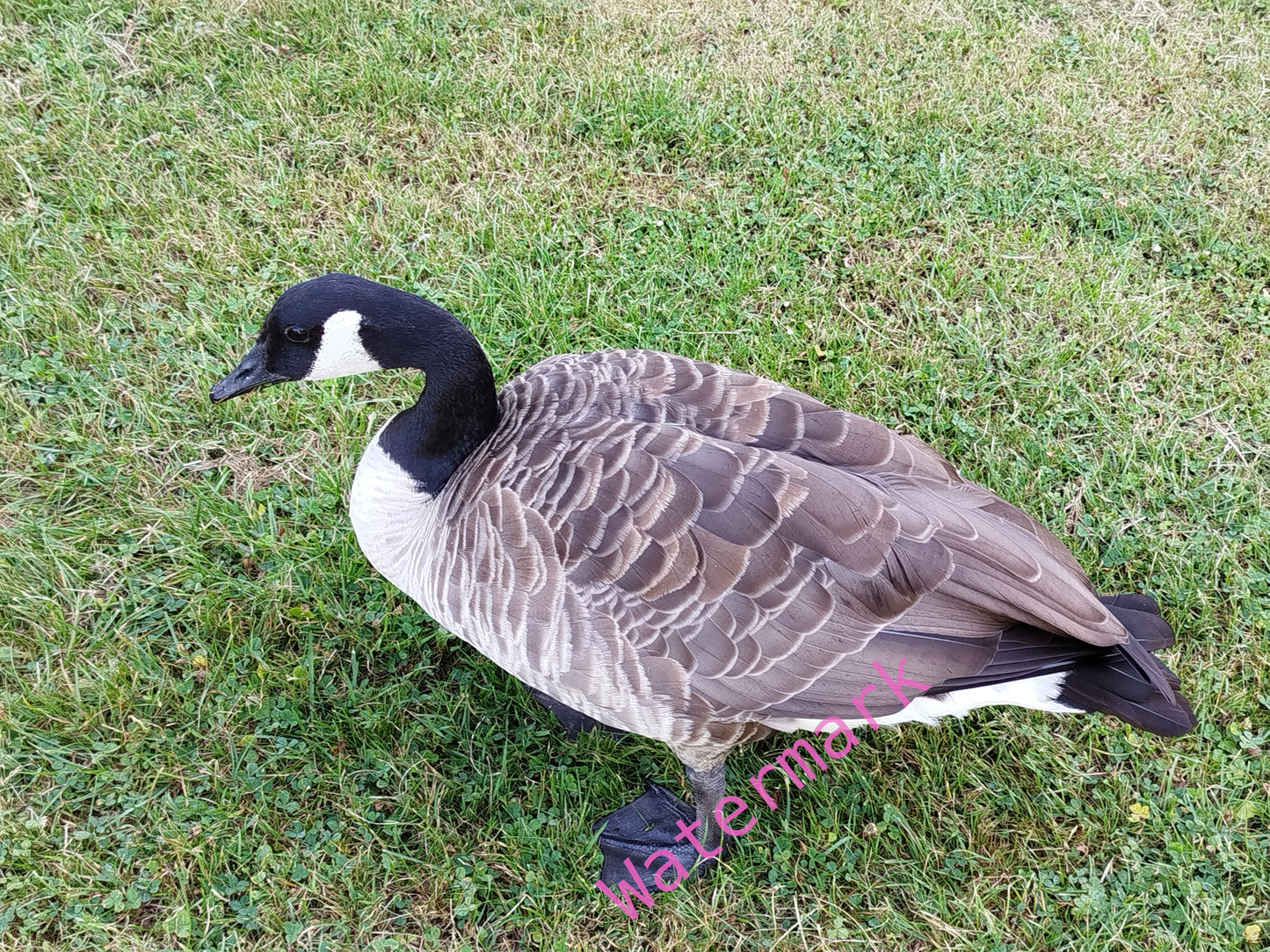 Stock Photo of a Goose