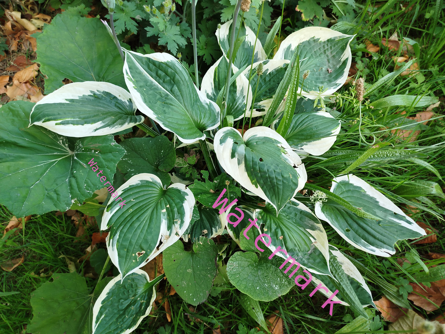 Stock Photo of green and cream leaves