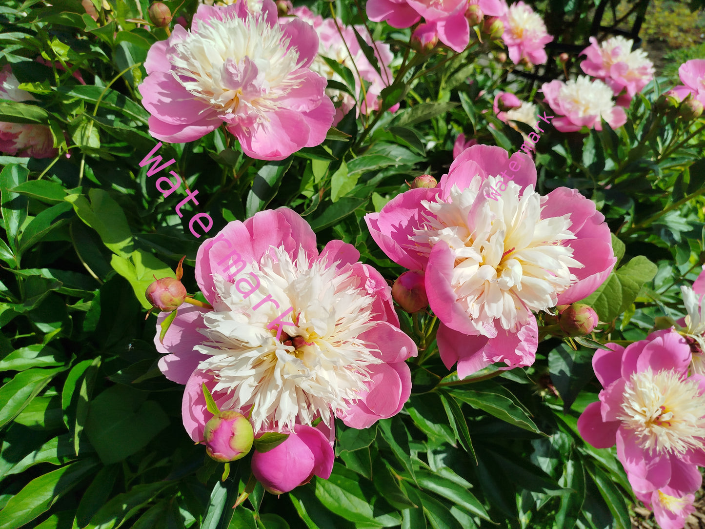 Stock Photo of a pink and cream flowers