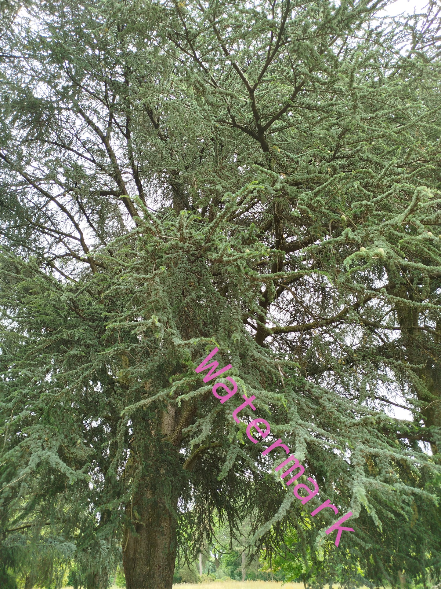 Stock Photo of a sycamore tree