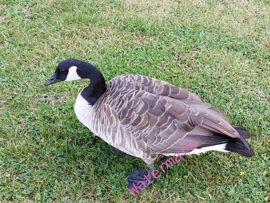 Stock Photo of a Goose