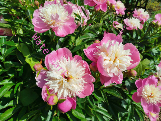 Stock Photo of a pink and cream flowers