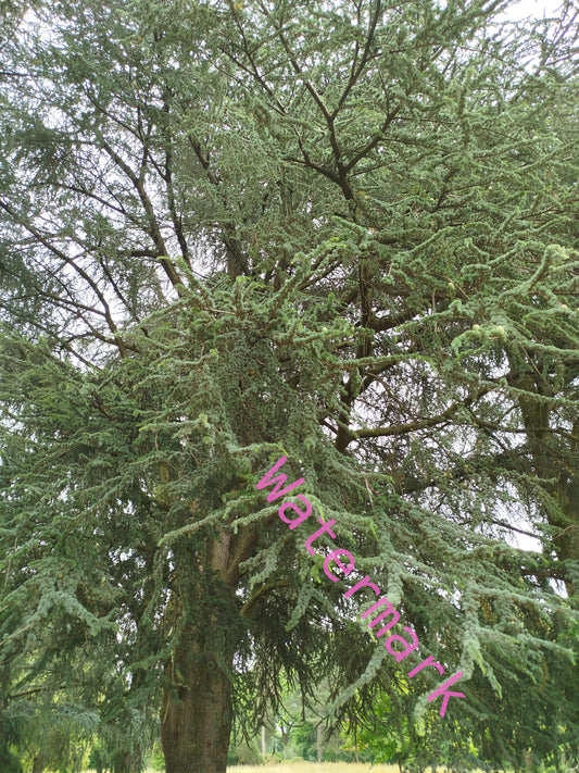Stock Photo of a sycamore tree